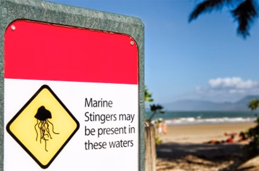Jellyfish Protection