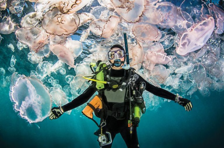 Are Jellyfish Dangerous to Scuba Divers?