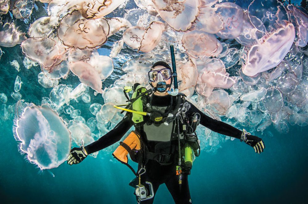 are-jellyfish-dangerous-to-scuba-divers