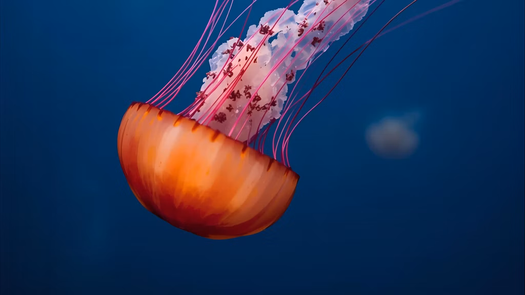 jellyfish safety tips